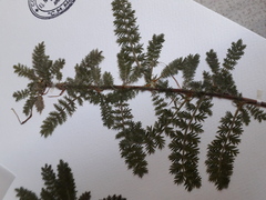 Acaena myriophylla