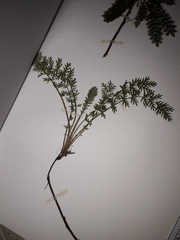 Acaena myriophylla