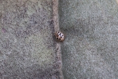 Psyllobora parvinotata