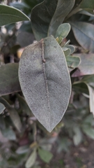 Psyllobora parvinotata