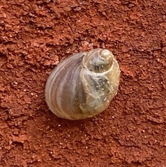 Succinea unicolor