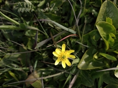 Ranunculus peduncularis