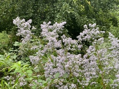 Symphyotrichum cordifolium
