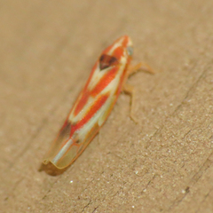 Erythridula praecisa