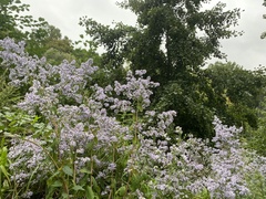 Symphyotrichum cordifolium