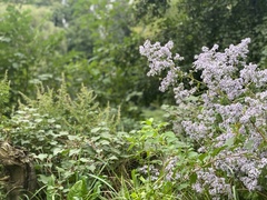Symphyotrichum cordifolium