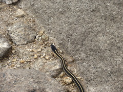 Thamnophis elegans elegans