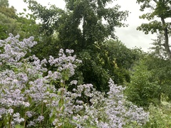 Symphyotrichum cordifolium