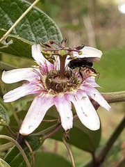 Passiflora alnifolia