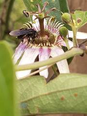 Passiflora alnifolia