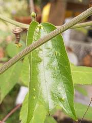 Passiflora alnifolia