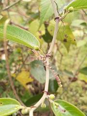 Passiflora alnifolia