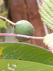 Passiflora alnifolia