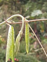 Passiflora alnifolia