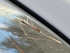 Ranatra quadridentata