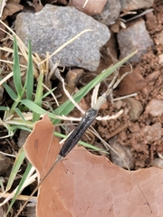 Ranatra quadridentata