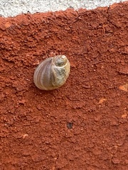 Succinea unicolor