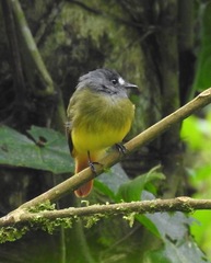 Myiotriccus ornatus