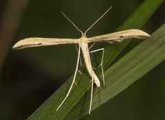 Hellinsia pectodactylus