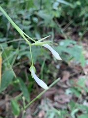 Maranta gibba