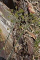 Lomatium dissectum dissectum