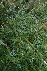 Lomatium dissectum dissectum