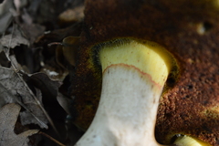 Butyriboletus pseudoregius