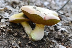 Butyriboletus pseudoregius