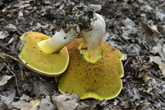 Butyriboletus pseudoregius