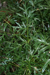 Lomatium dissectum dissectum