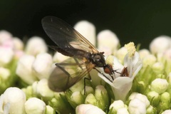 Empis nigritarsis