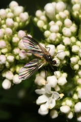 Empis nigritarsis