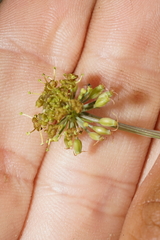 Lomatium dissectum dissectum