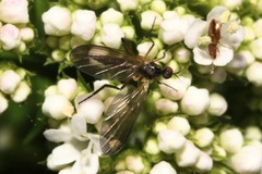 Empis nigritarsis
