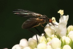 Empis nigritarsis