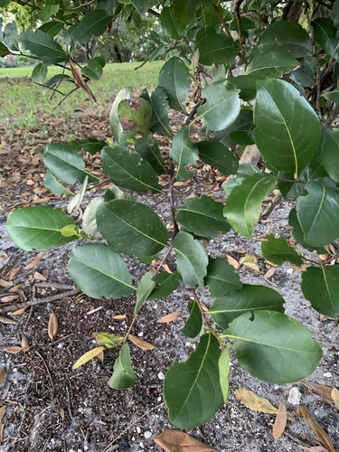 Chrysobalanus icaco - Flowers