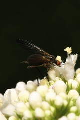 Empis nigritarsis
