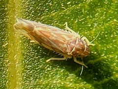 Erasmoneura variabilis