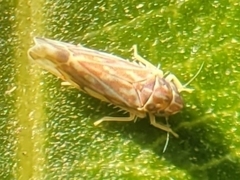 Erasmoneura variabilis