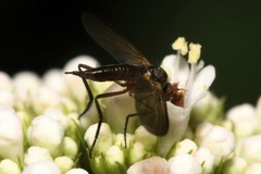 Empis nigritarsis