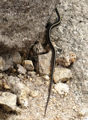 Thamnophis elegans elegans
