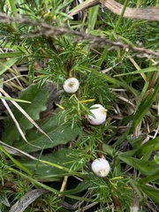 Margyricarpus