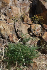 Lomatium dissectum dissectum