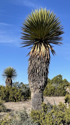 Yucca carnerosana