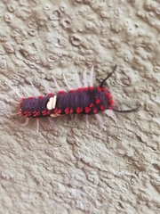 Rhetus arcius