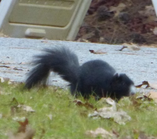 Southern Fox Squirrel photographed in South Carolina