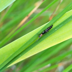 Carphurus angustatus