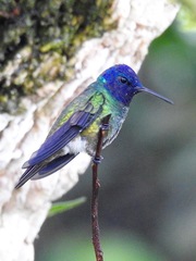 Chrysuronia oenone