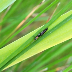 Carphurus angustatus