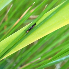 Carphurus angustatus